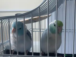Parrots birds 2 Male Parrotlets for Sale – £360 - Advert 1