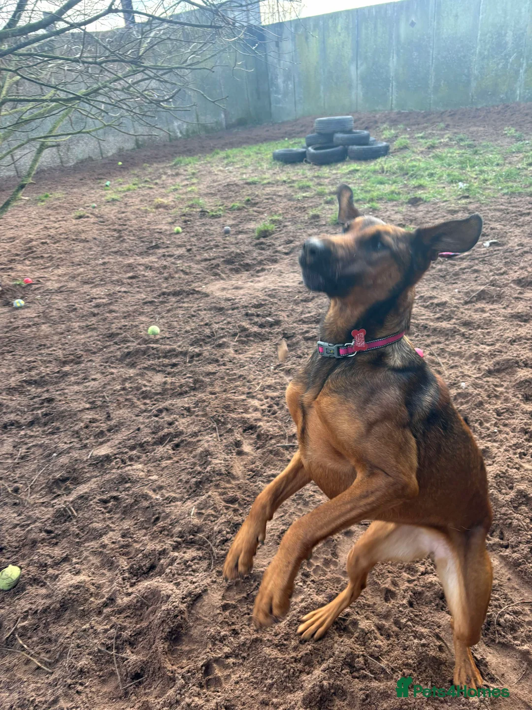 Mixed Breed dogs for adoption: Meet Carrie,currently residing in Cheshire  in Nantwich - Advert 2