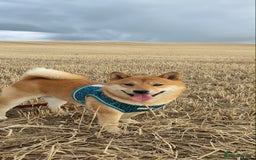 Japanese Shiba Inu dogs for stud: Beautiful Gladiators Warrior ready for stud - Advert 5