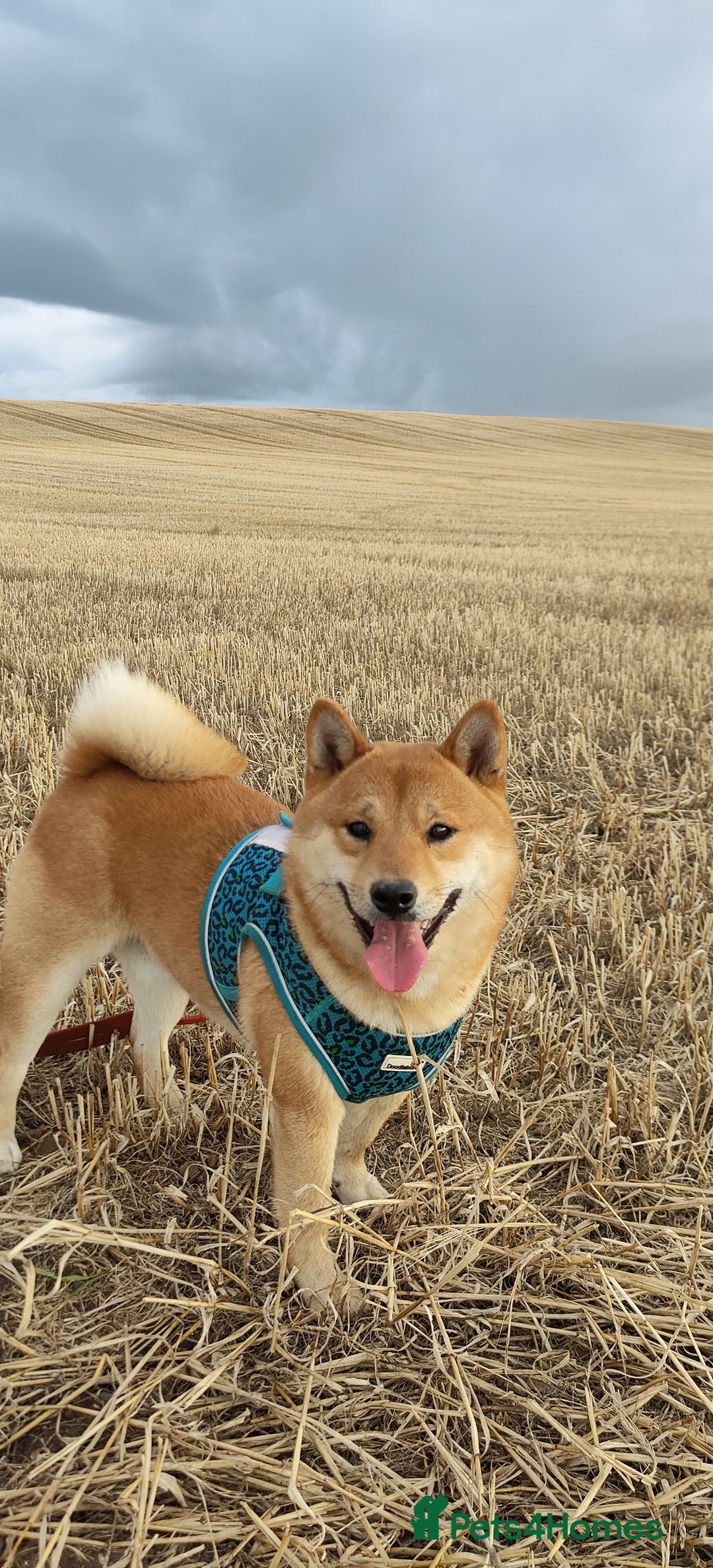Japanese Shiba Inu dogs for stud: Beautiful Gladiators Warrior ready for stud - Advert 5