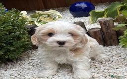 Havanese dogs for sale: 3 Beautiful Havanese Pedigree Puppies - Image 1