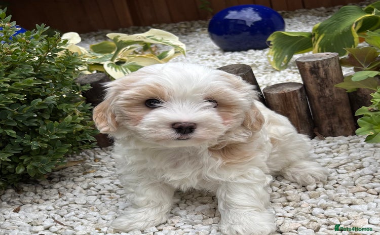Havanese dogs - Advert 1