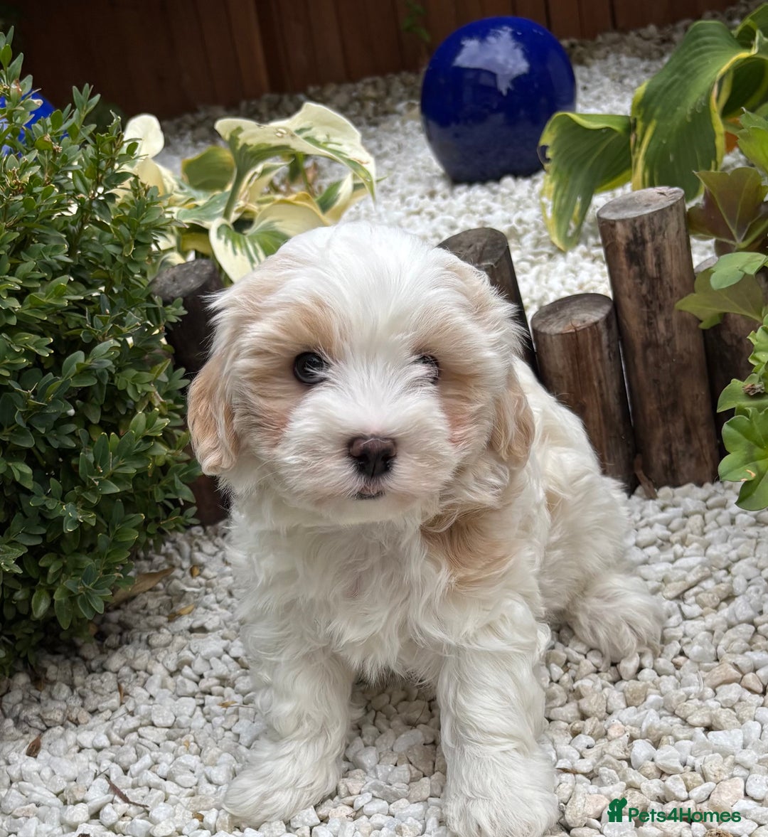 Havanese dogs for sale: 3 Beautiful Havanese Pedigree Puppies - Image 1
