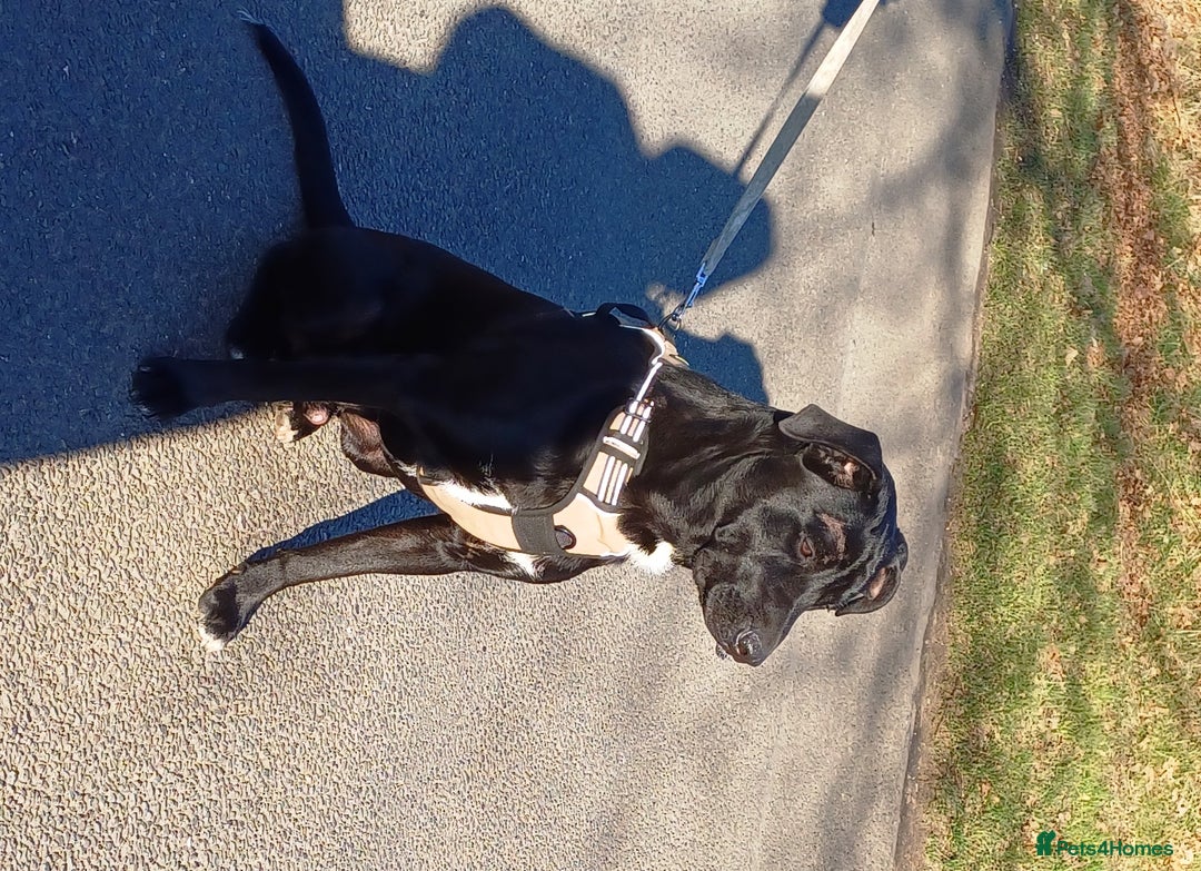 Mixed Breed dogs for adoption: SHEAMUS-a sensitive Soul for the right Human Match - Advert 26