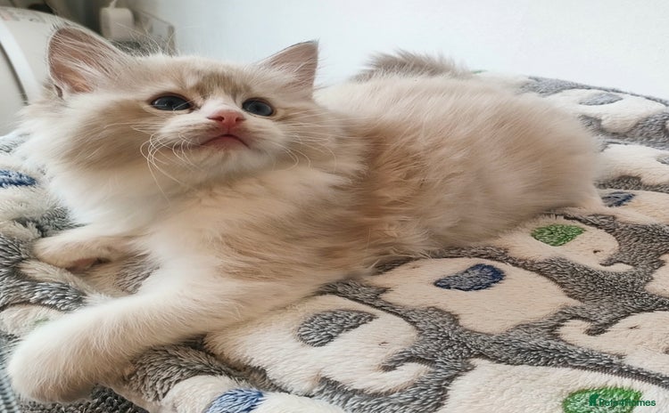 Ragdoll cats - Advert 1