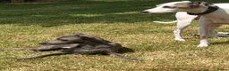 Italian Greyhound dogs for sale: Cutest Exceptional Five-Generation Pedigrees in Nottingham - Advert 11
