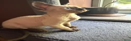 Devon Rex cats for sale: Two mischievous Devon Rex boys  - Advert 11