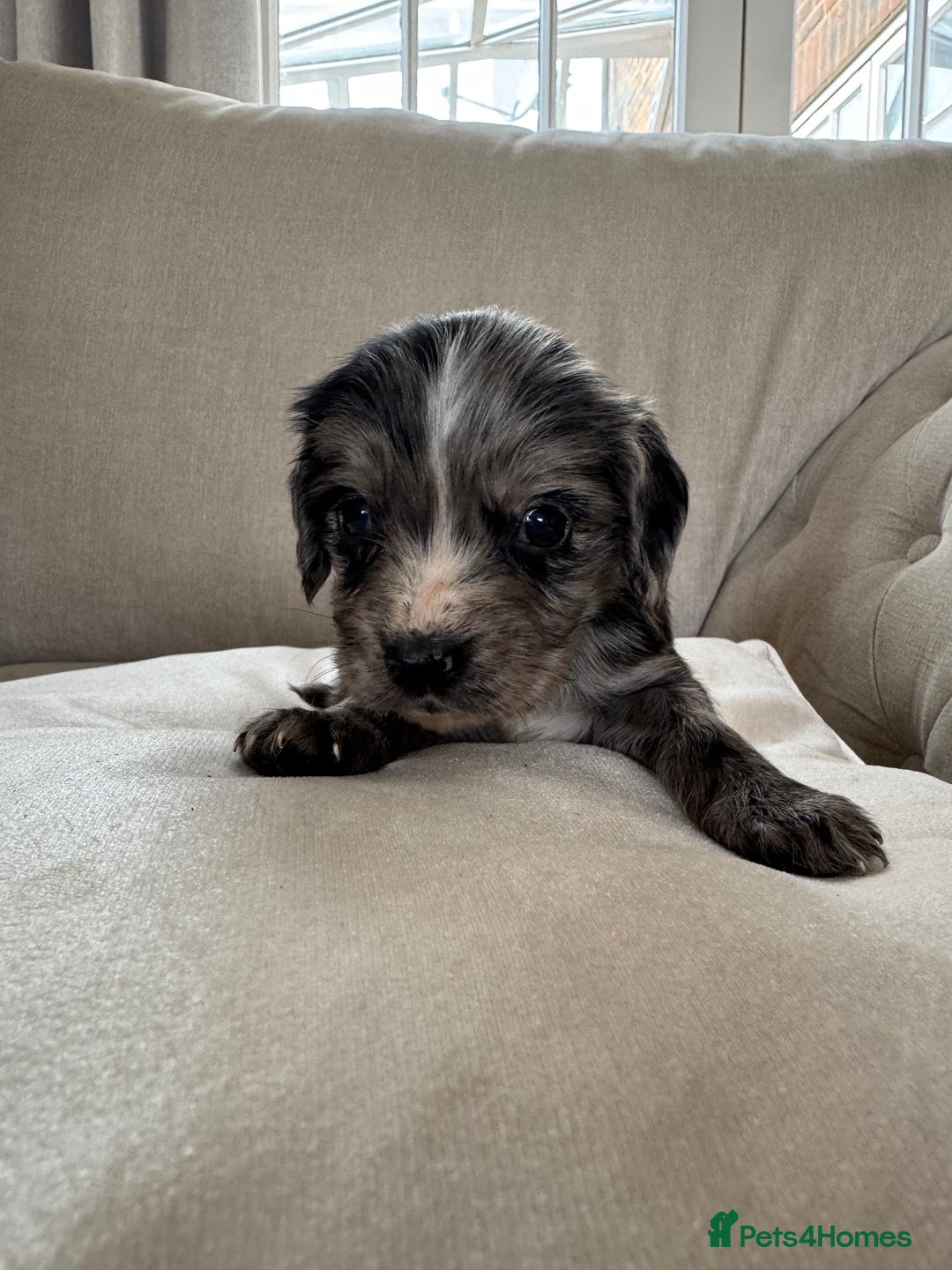 Cocker Spaniel dogs for sale: DNA Health Tested Merle Cocker Spaniel Puppies - Image 20