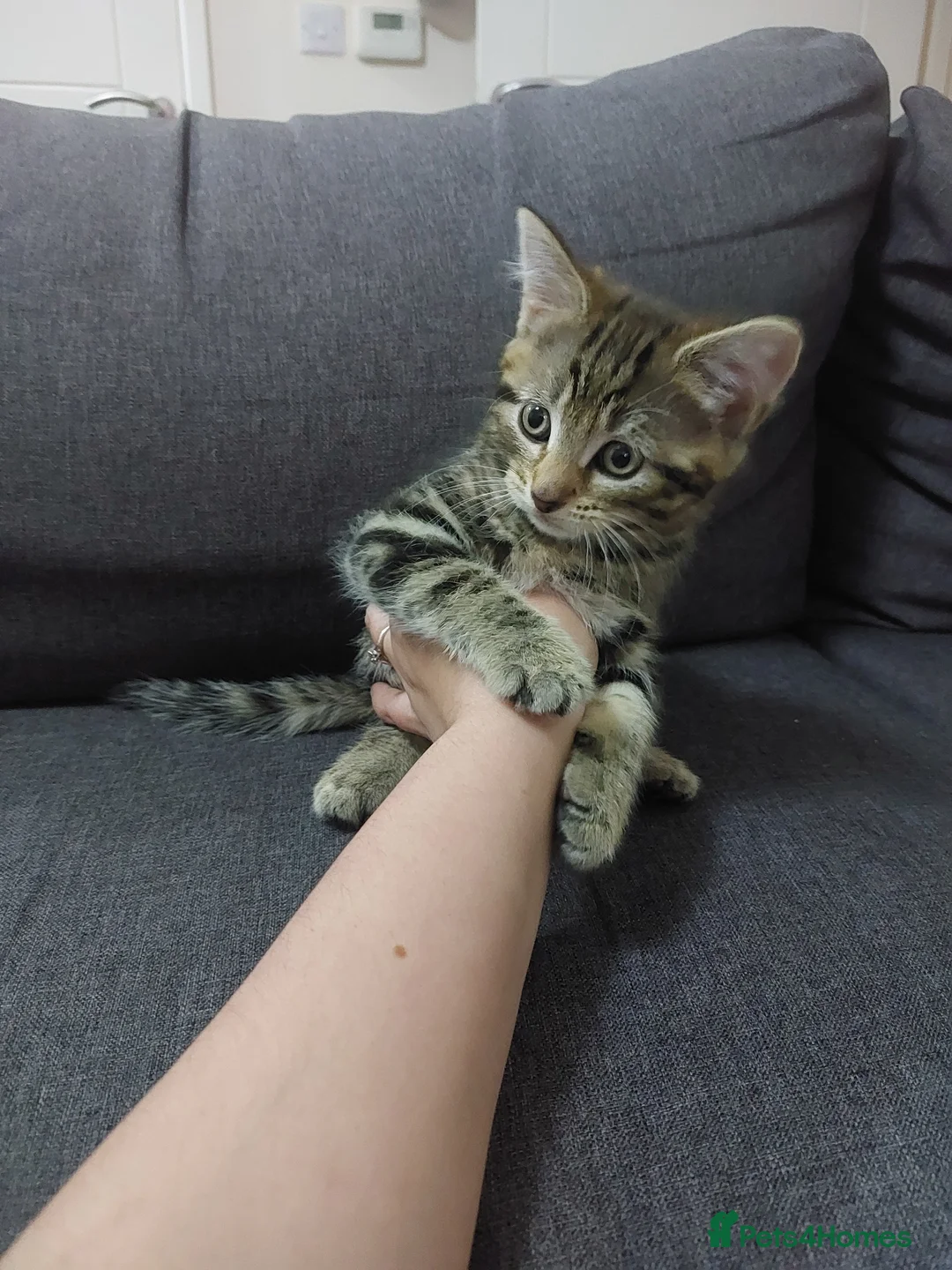 Mixed Breed cats for sale: Tabby kittens - Advert 1