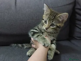 Mixed Breed cats Tabby kittens - Advert 1