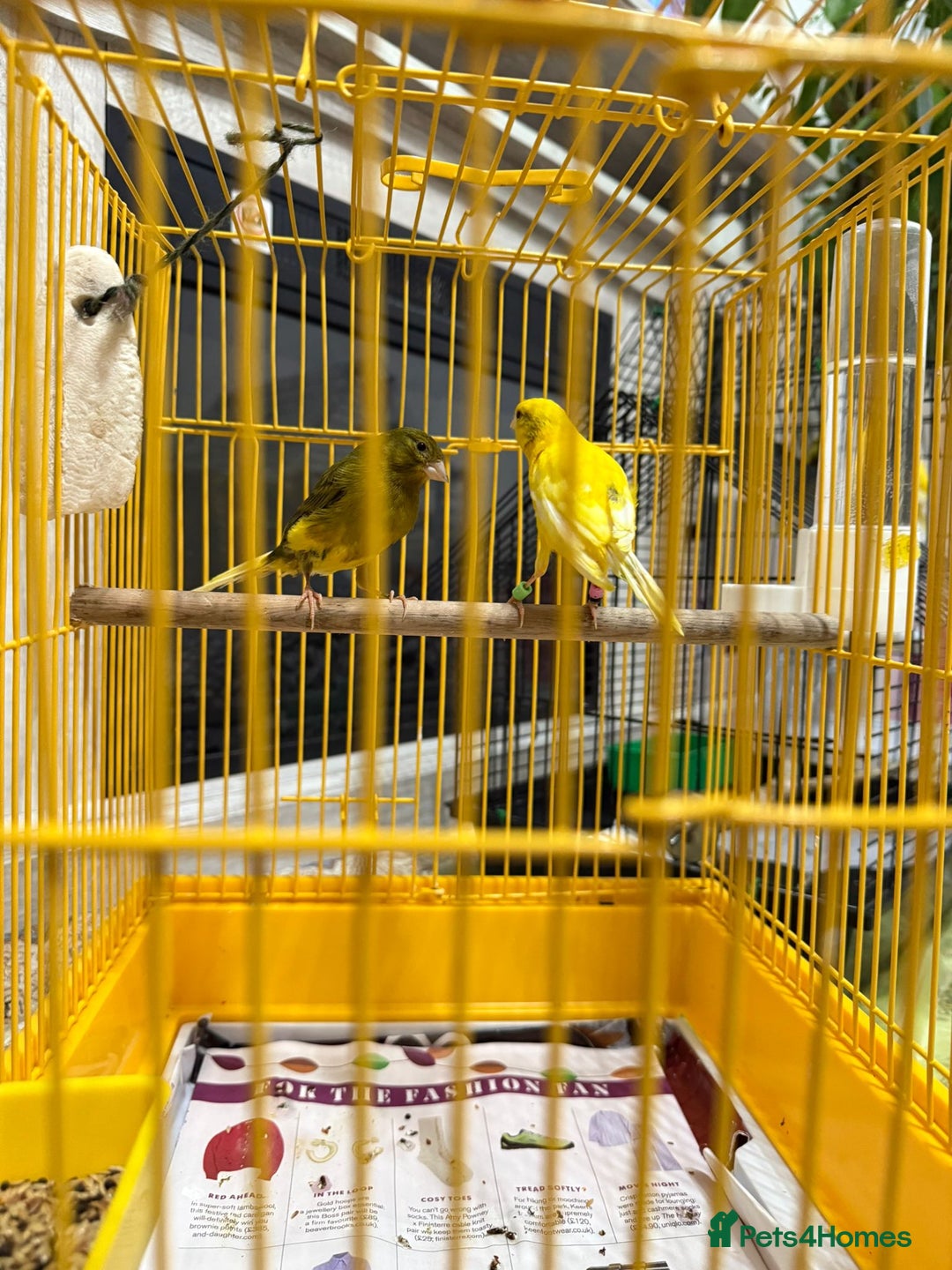 Lovebirds birds for sale: Male  - Advert 3