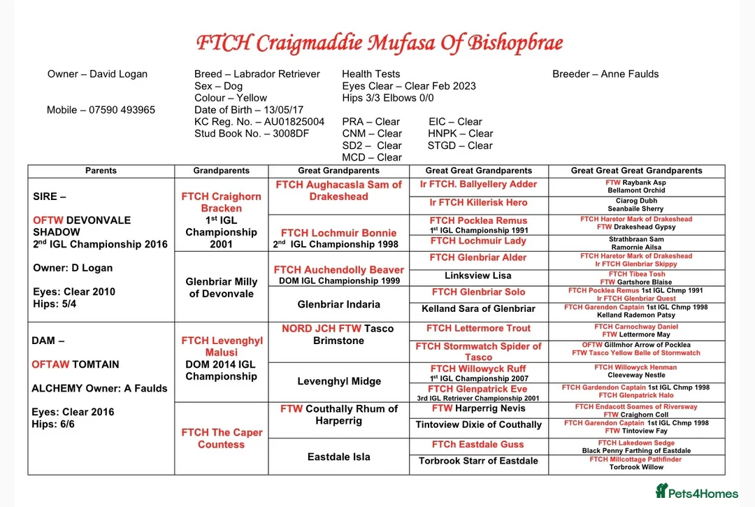 Labrador Retriever dogs for stud: Field Trial Champion Dark Yellow Labrador in Kinross - Advert 3