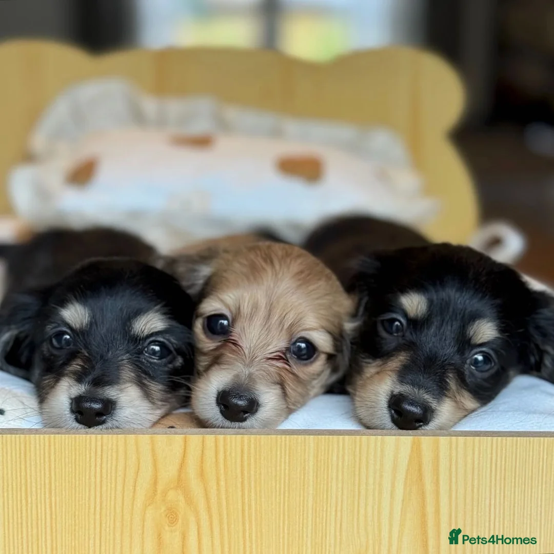 Miniature Dachshund dogs for stud: KC Registered - Health Tested - Proven Stud Dog 🏅 - Advert 25