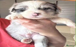 Border Collie dogs for sale: Stunning Border Collie Puppies - Image 6