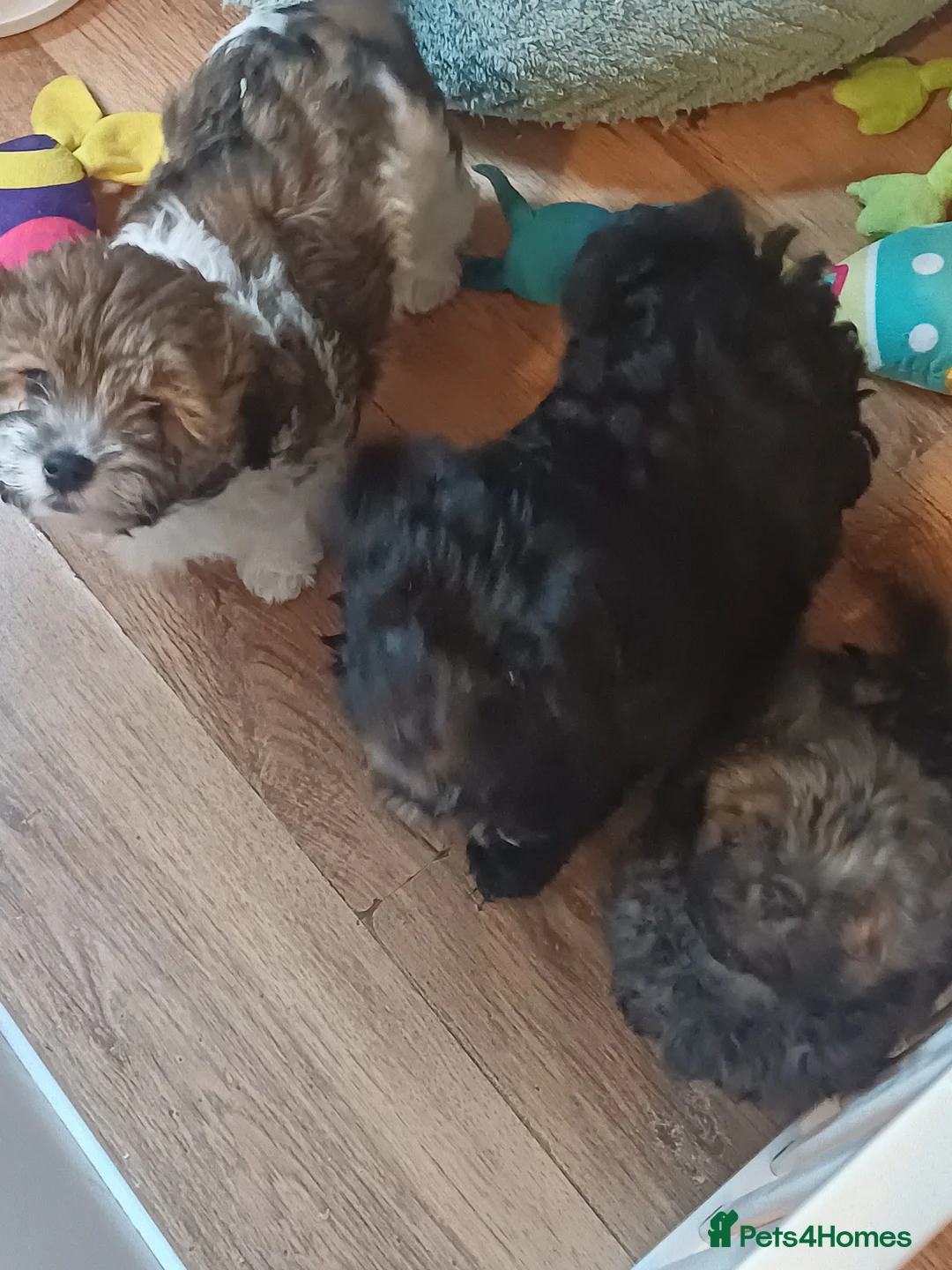 Mixed Breed dogs for sale: Chorkiepoo asian toy poodle type ready to leave - Advert 1