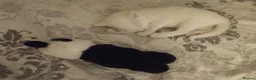 Siberian cats for sale: 4 kittens for sale - Advert 9