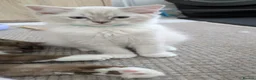 Ragdoll cats for sale: TICA Ragdoll Kittens – Bicolour & Lynx - Advert 9
