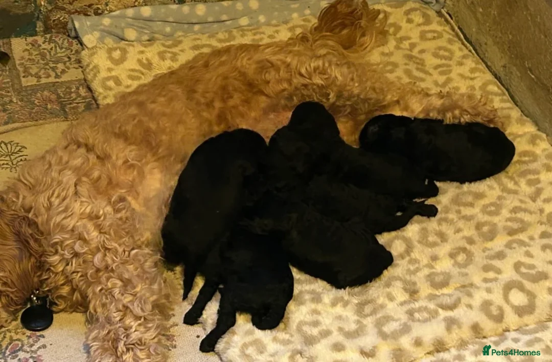 Cockapoo dogs for sale: Small Mini Cockapoo Male Puppy  - Advert 4