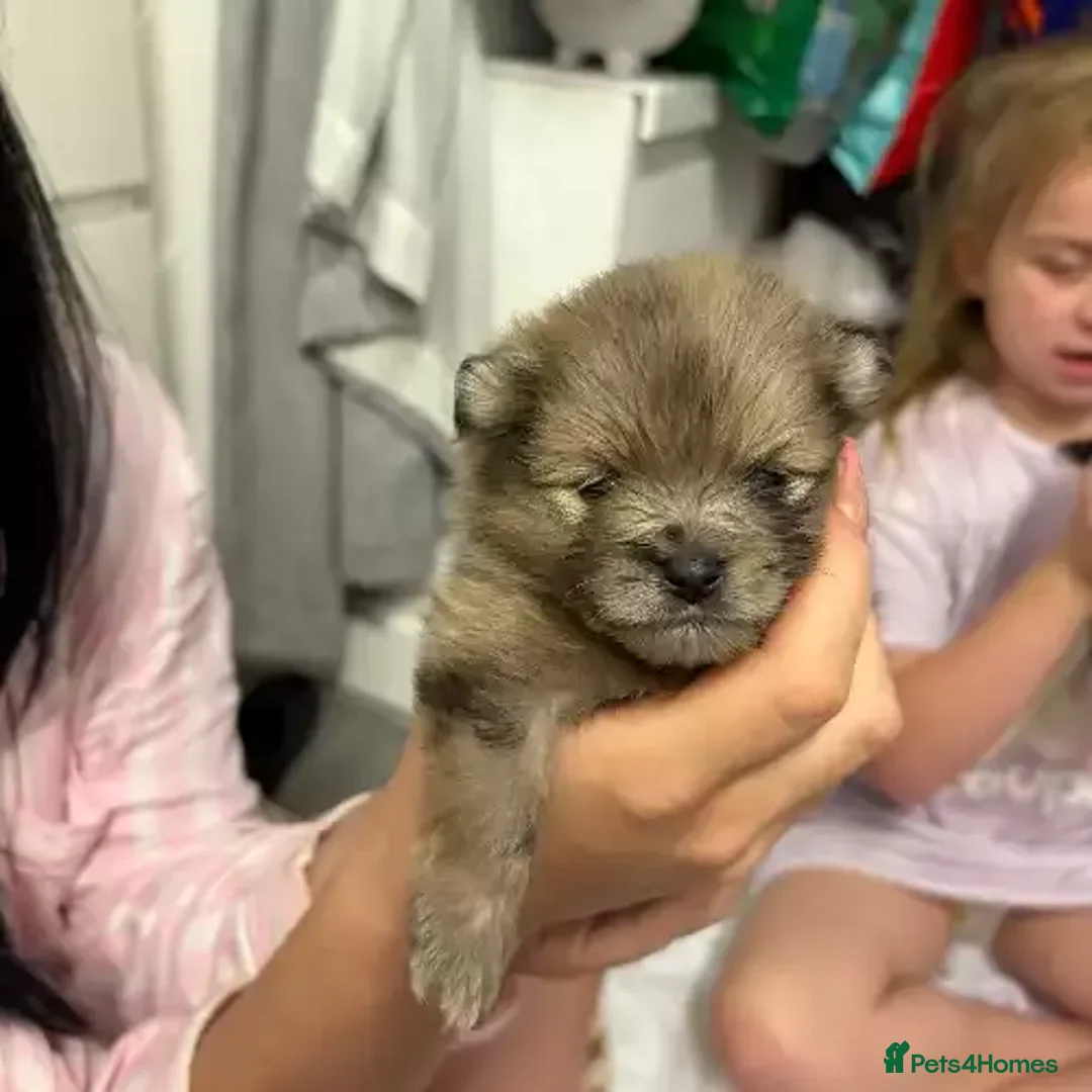 Pomeranian dogs for sale: 3 Female / 1 Male Pomeranian puppies for sale - Advert 4