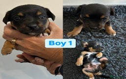 Jack Russell dogs for sale: Jack Russel puppies - Image 5
