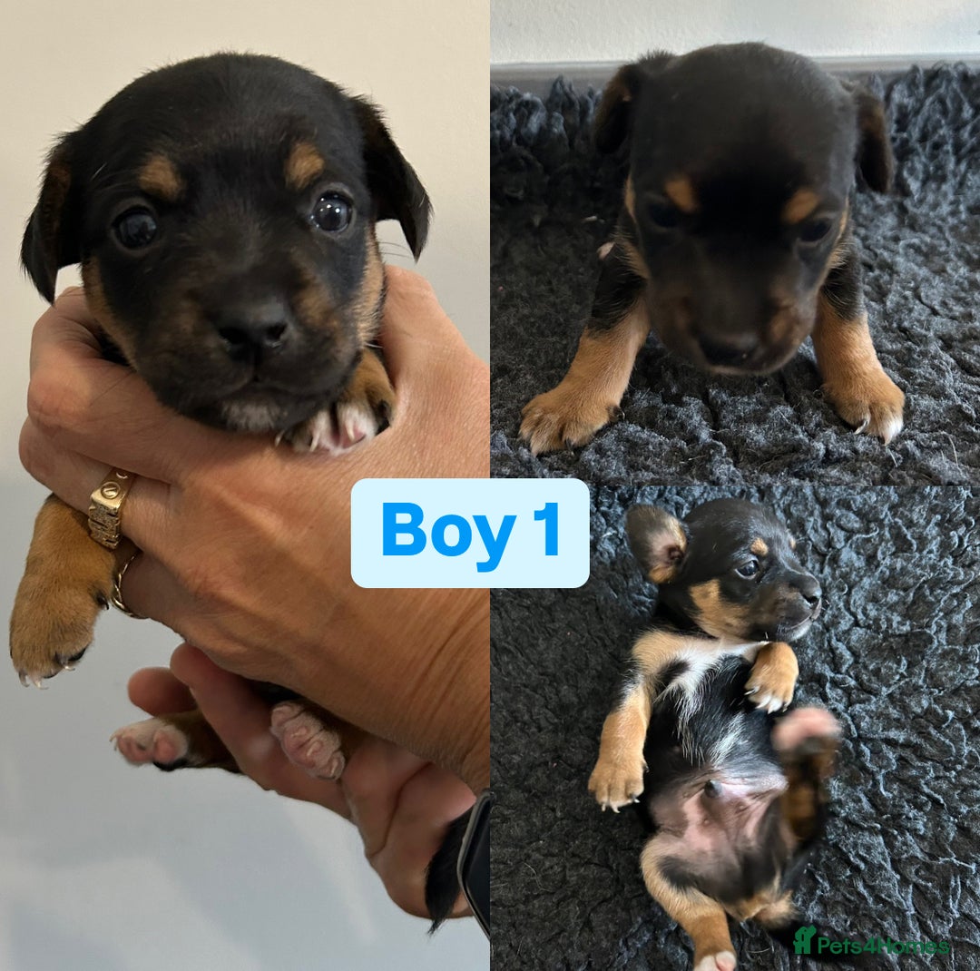 Jack Russell dogs for sale: Jack Russel puppies - Image 5