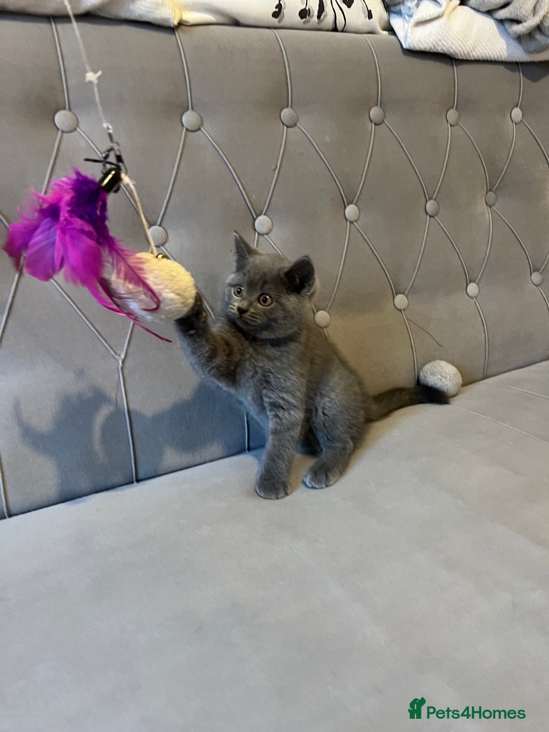 Scottish Fold cats for sale: Amazing Kittens Waiting for You! Just 2 left🥰 - Image 10