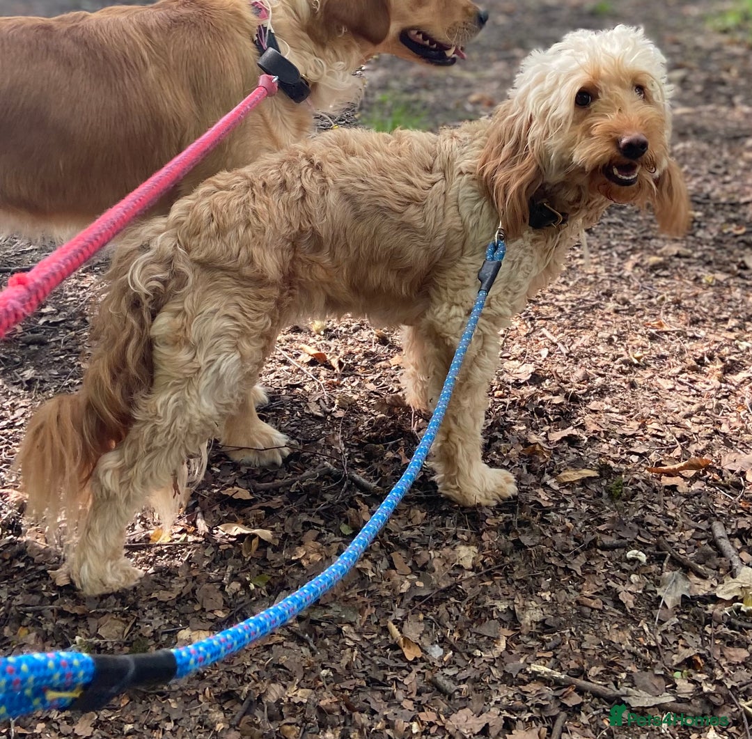 Golden Retriever dogs for sale: Beautiful field retriever x mini poodle Puppies  - Advert 4