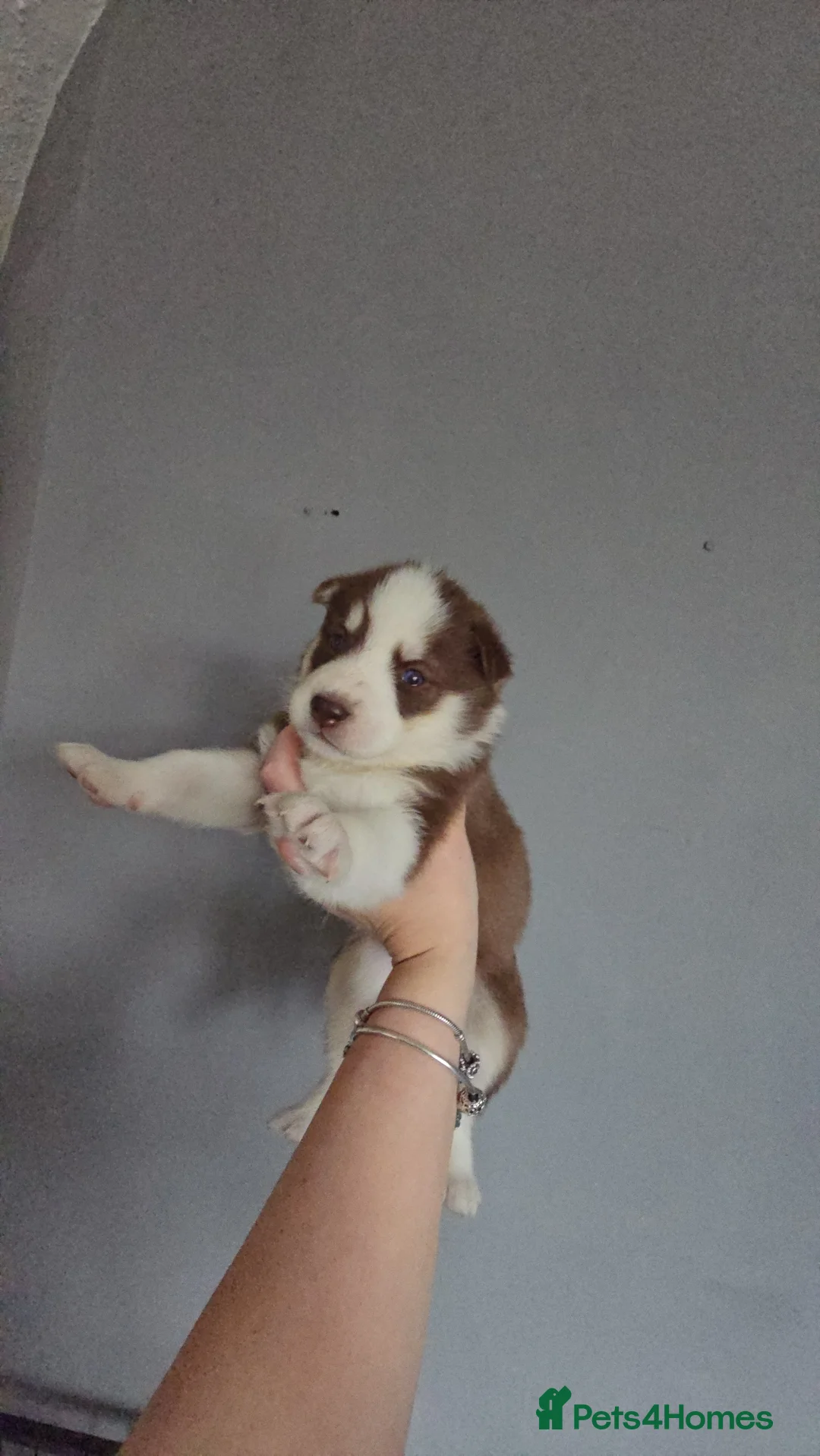 Siberian Husky dogs for sale: Husky puppies  - Advert 37