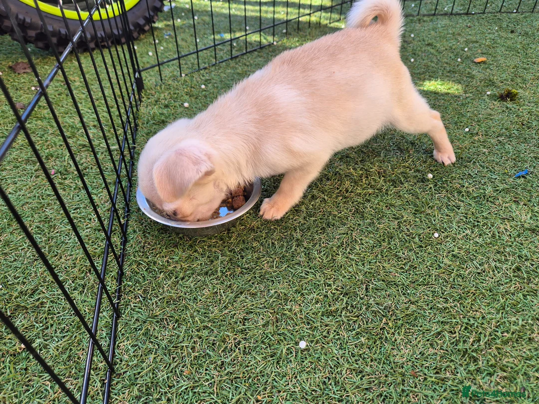 Pug dogs for sale: 3 pugs in Bradford - Advert 5