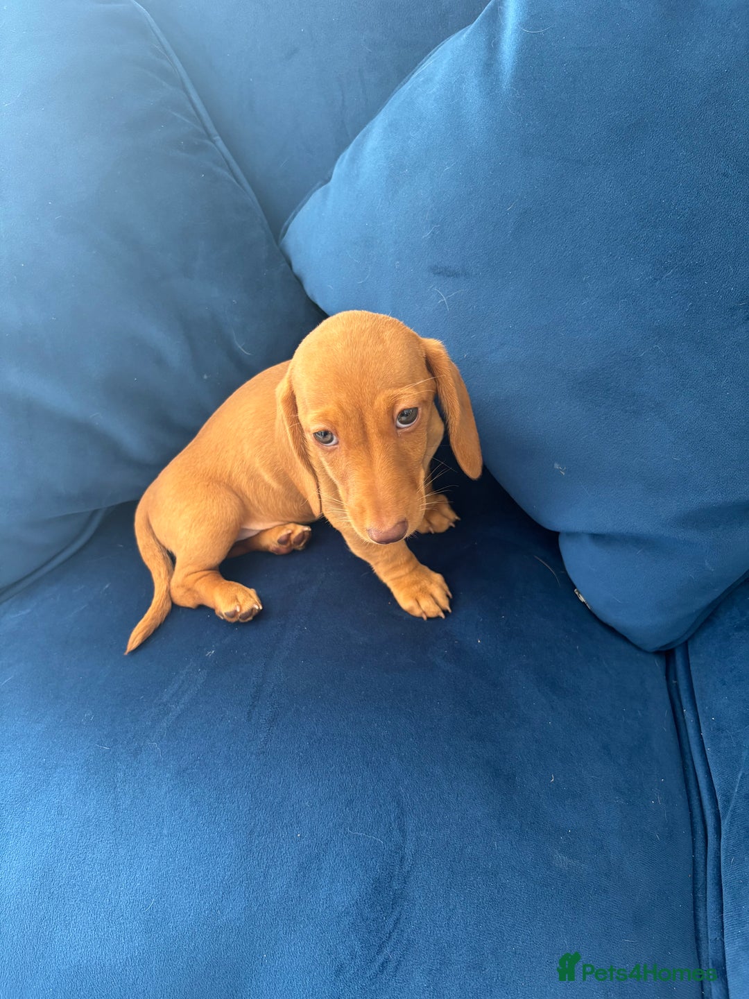 Miniature Dachshund dogs for sale: KC reg PRA clear smooth mini dachshund puppies - Image 12