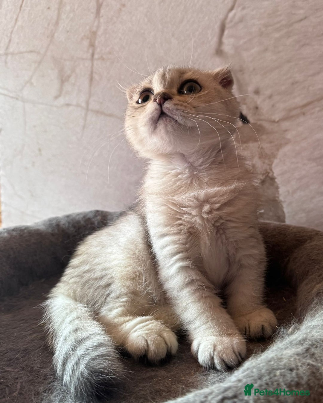 Scottish Fold cats for sale: Scottish fold kittens in hull - Image 17