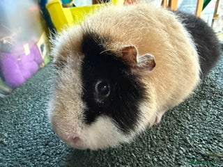 Guinea Pig rodents for sale - Advert 1