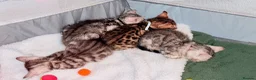 Bengal cats for sale: Family raised Bengal Kittens 🐾 - Advert 18