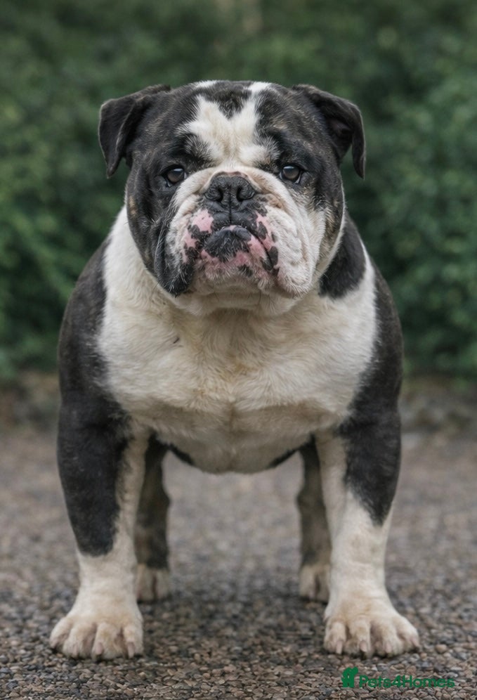 English Bulldog dogs Blue Tri English bulldog stud  - Advert 1