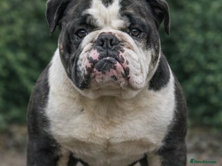 English Bulldog dogs Blue Tri English bulldog stud - Advert 1