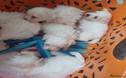 Bichon Frise dogs for sale: GORGEOUS BICHON FRISE❤️ 2 girls 3 boys - Image 13