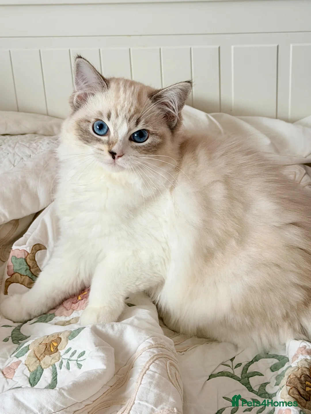 Ragdoll cats for sale: 💠🐈 TICA REG 🌟 EUROPEAN RAGDOLL KITTENS 🐈💠 - Advert 1