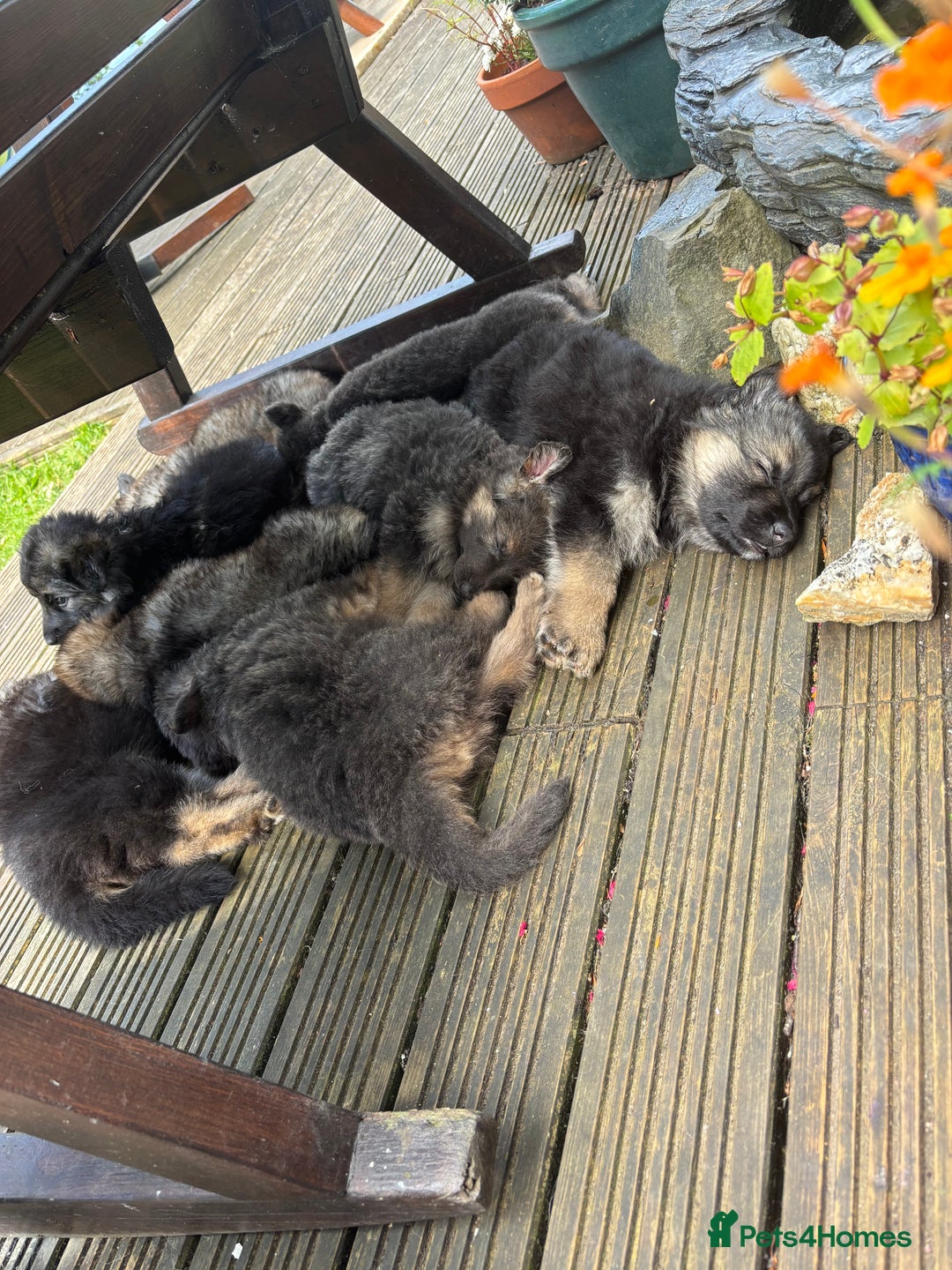 German Shepherd dogs for sale: 8 beautiful long haired German shepherd puppies  - Image 30