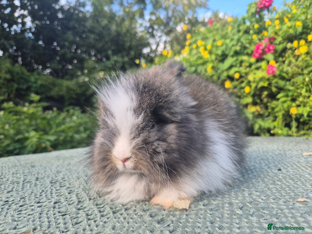 Angora rabbits for sale: 😍Large Angora babies- parents imported from 🇫🇷  - Image 20