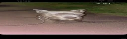 Staffordshire Bull Terrier dogs for sale: Staffordshire bull terrier - Advert 3