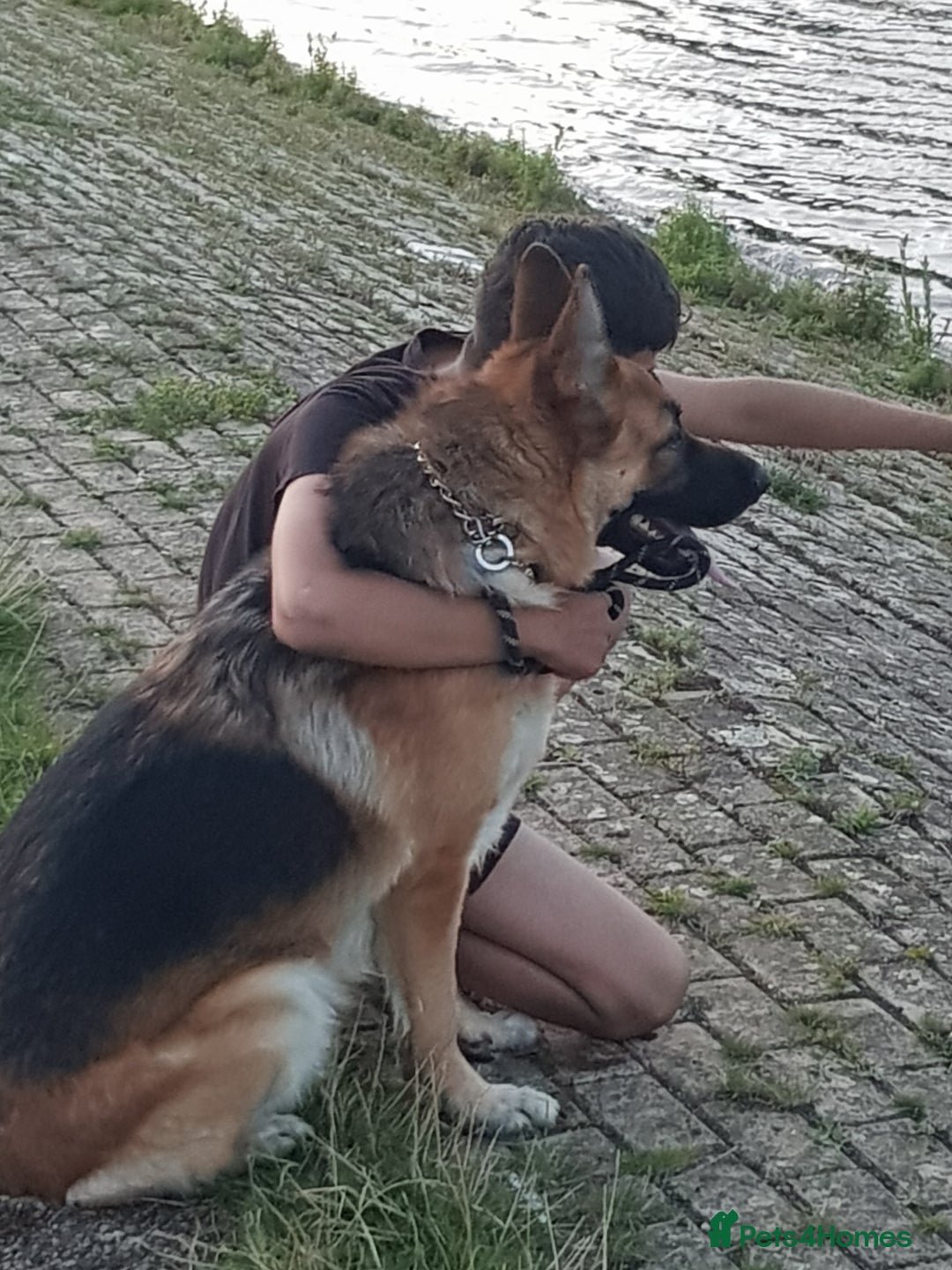 German Shepherd dogs for sale: German Shepard full breed  - Image 4