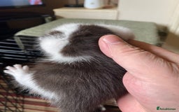 British Shorthair cats for sale: Mabel’s beautiful babies  - Image 7