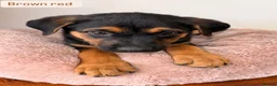 Mixed Breed dogs for sale:  Stunning Rottweiler × German Shepherd Puppies - Advert 16
