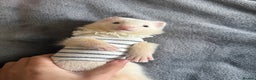 Ferret rodents for sale: Male ferret for sale with cage  - Advert 3