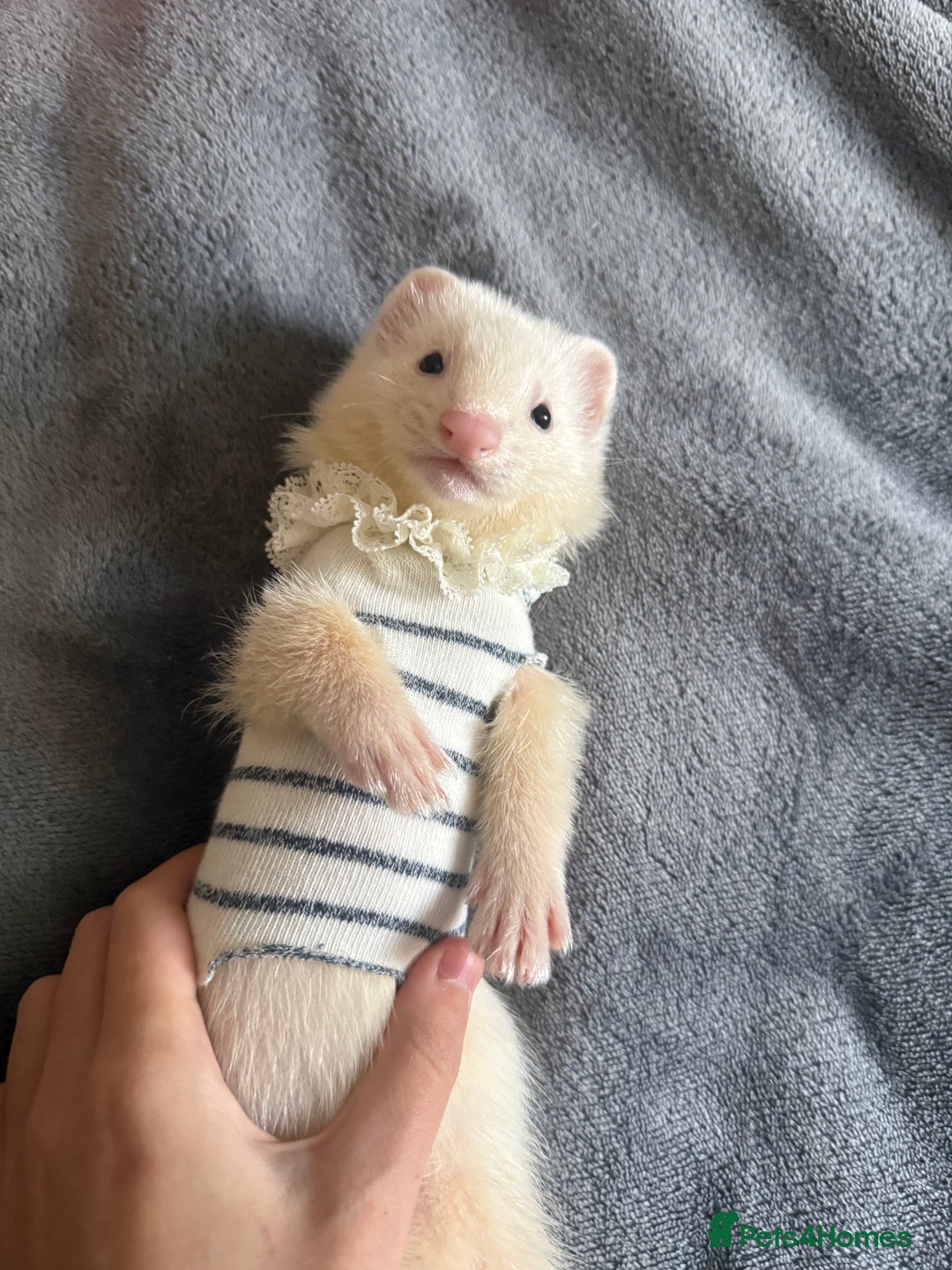 Ferret rodents for sale: Male ferret for sale with cage  - Advert 3