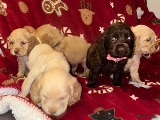 Cocker Spaniel dogs 5 weeks old cockerspaniel puppys - Advert 2