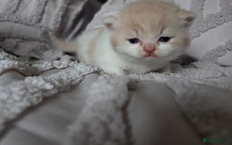 British Shorthair cats for sale: Gccf registered British shorthair kittens  - Image 6