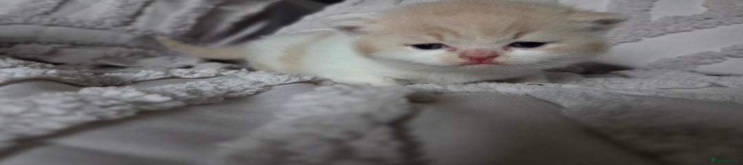 British Shorthair Kitten 4