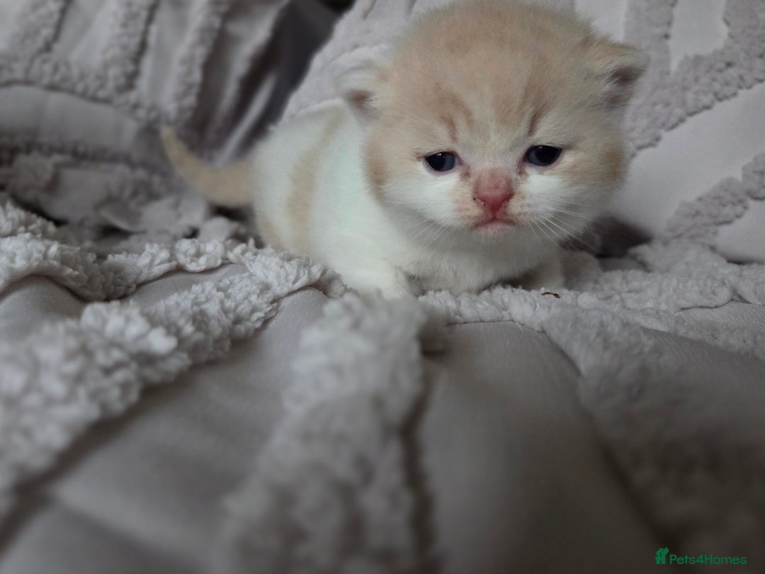 British Shorthair cats for sale: Gccf registered British shorthair kittens  - Image 6