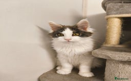 Maine Coon cats for sale: GCCF registered Maine Coon - Image 7